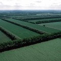 Création de brise-vent pour réduire l'érosion éolienne